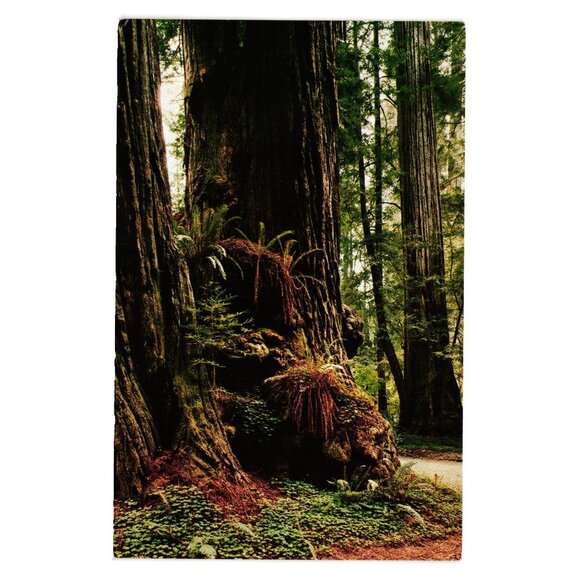 Jedediah Smith Redwoods Park Postcard Coast Rain Forest Ancient Redwoods Views - Picture 1 of 2